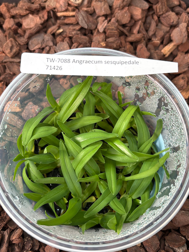 FLASK  Angraecum sesquipedale