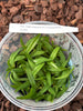 FLASK  Angraecum sesquipedale