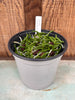 COMPOT Pelatantheria scolopendrifolium
