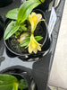Den. lavifolium aureum