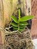 Oeonia volucris mounted