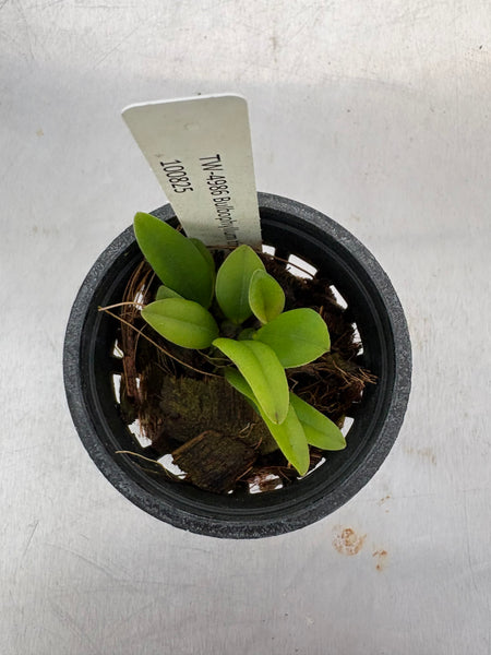 Bulbophyllum thiurum