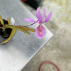 Barkeria uniflora x Bardendrum Kitty