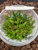 FLASK Angraecum (popowii x ankorenense) x urschianum