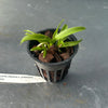 Laelia(dayana x praestans)