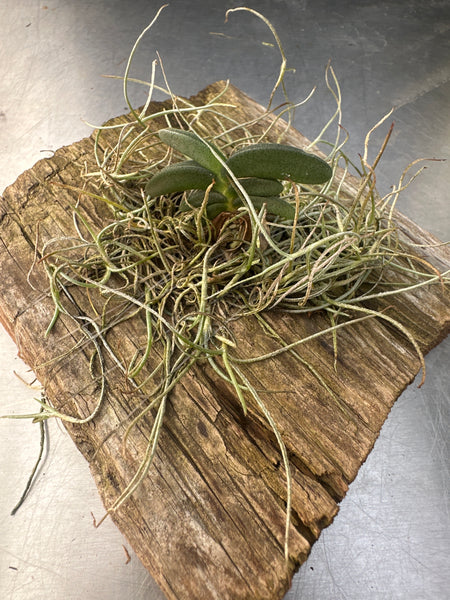 Angraecum aloifolium