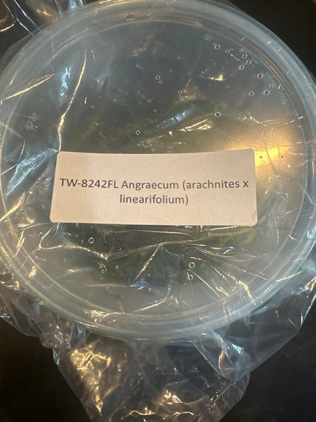 FLASK Angraecum (arachnites x linearfoliun)