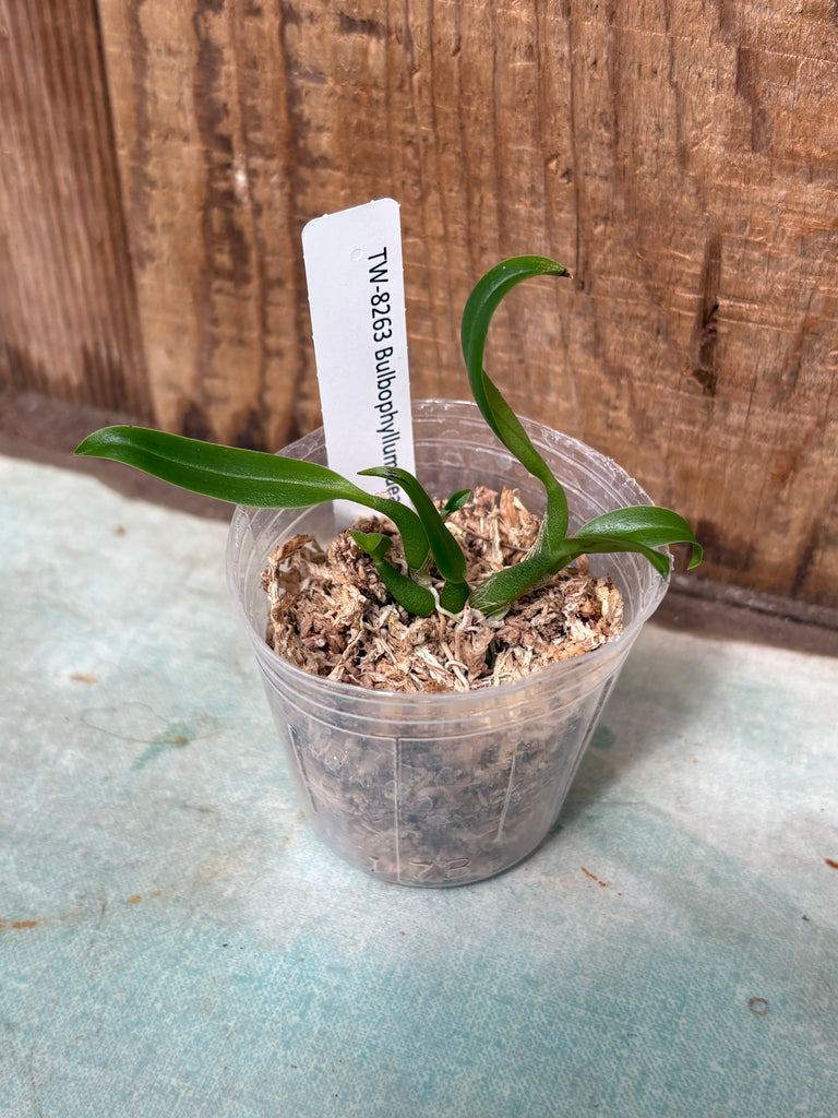 Bulbophyllum dearei