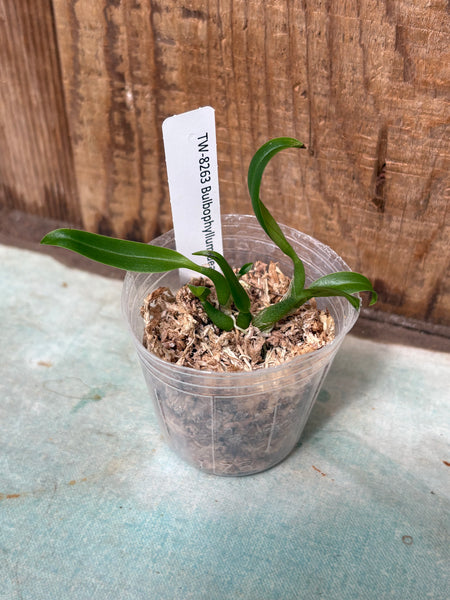 Bulbophyllum dearei