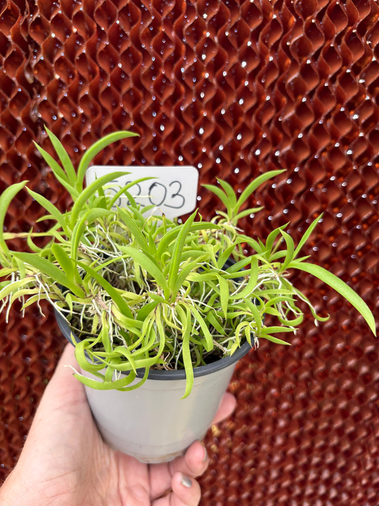 COMPOT—Tolumnia urophylla