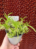 COMPOT—Tolumnia urophylla