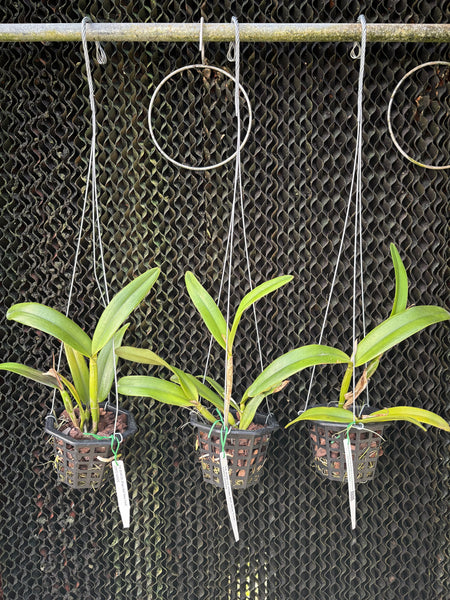 Ctt. Magic Bell ‘New Trick’