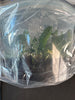 FLASK Angraecum equitans