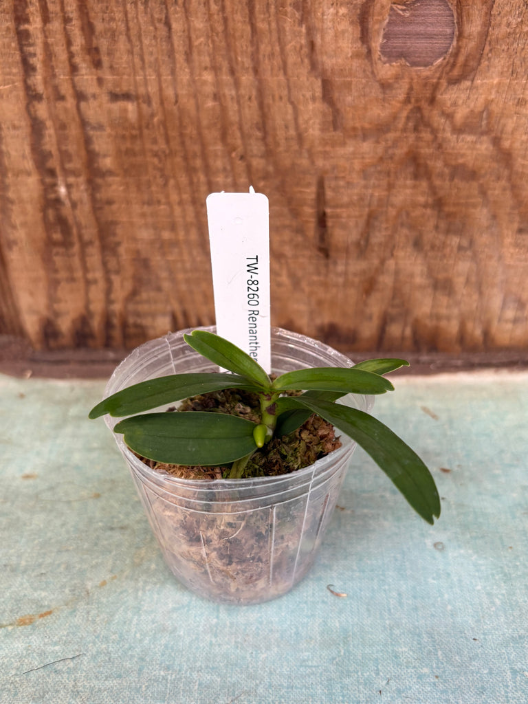 Renanthera coccinea
