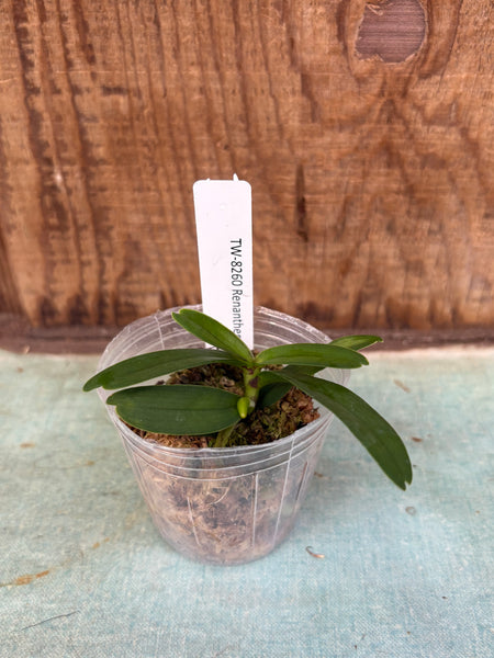 Renanthera coccinea
