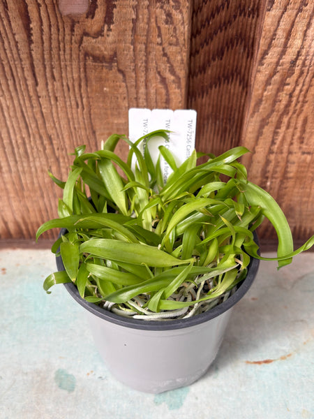 COMPOT — C. forbesii