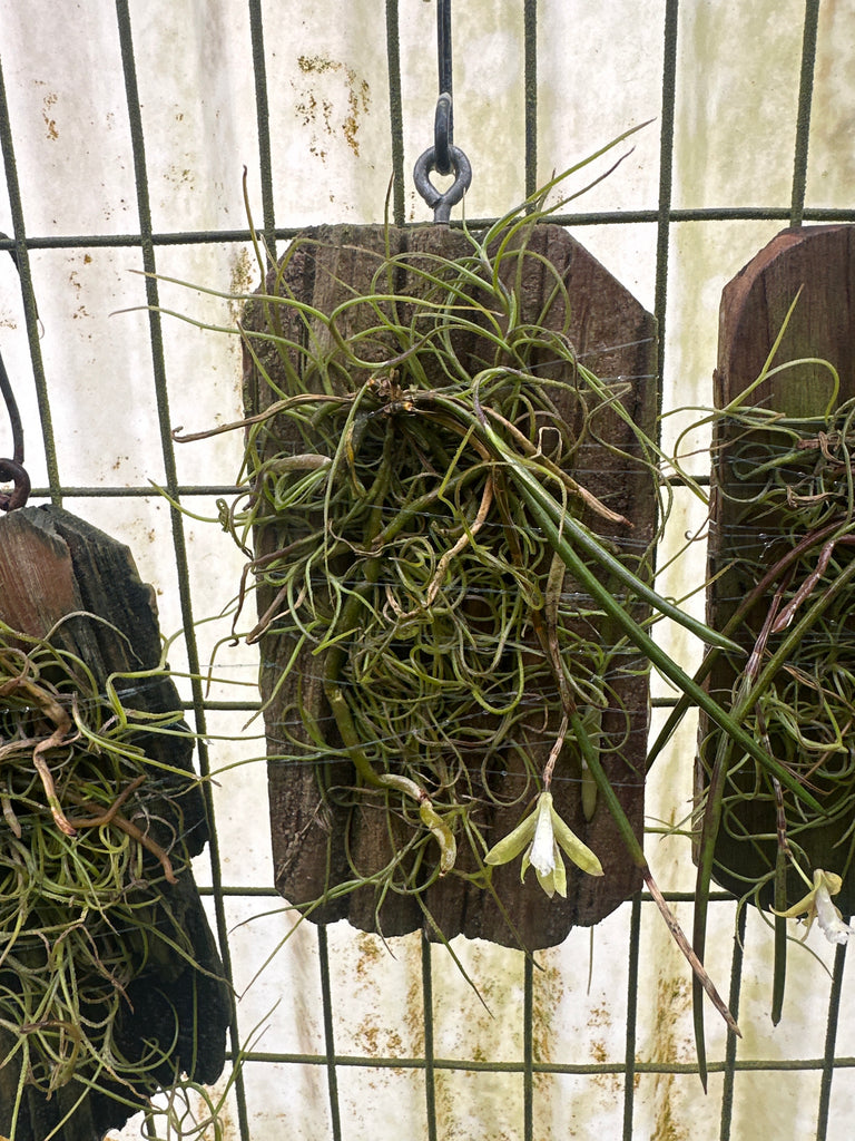 Dendrobium mortii