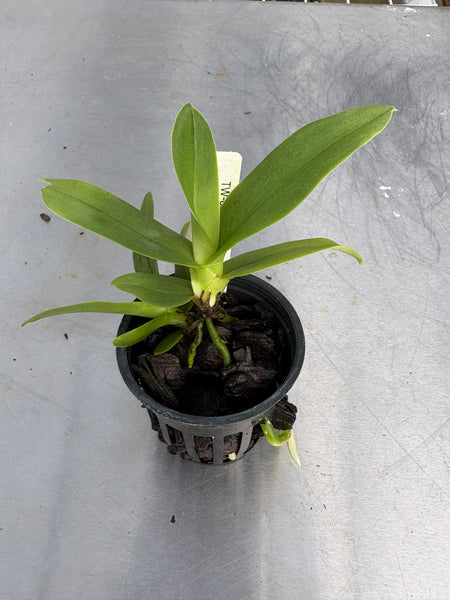 Angraecum superbum
