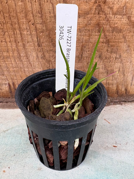 Brassavola cucullata