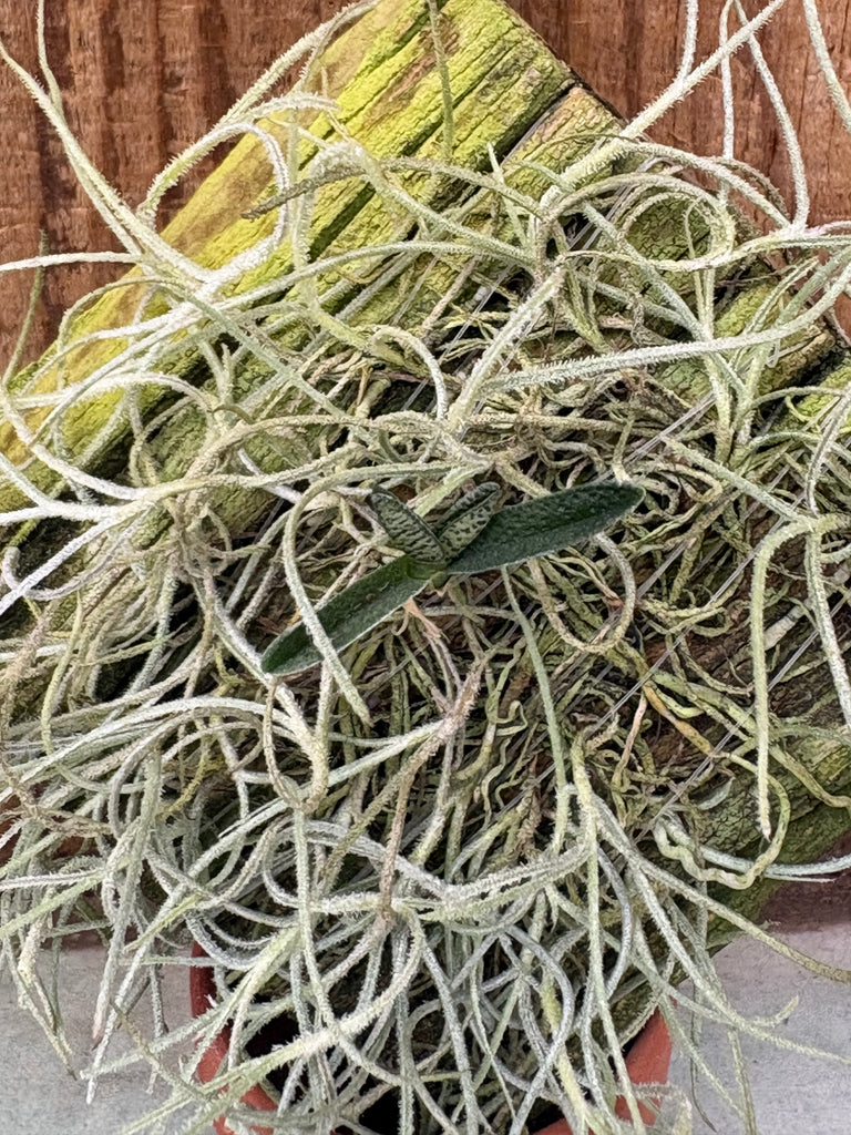 Angraecum urschianum MOUNTED