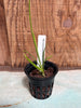 Encyclia bractescens
