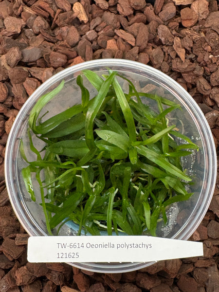 FLASK Oeoniella polystachys