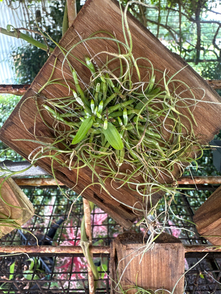 Chilischista nakornomensis