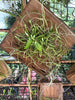 Chilischista nakornomensis