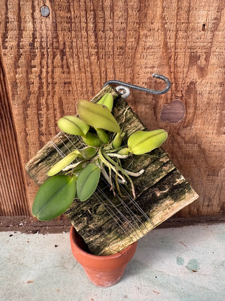 Cattleya Scarlet Imp