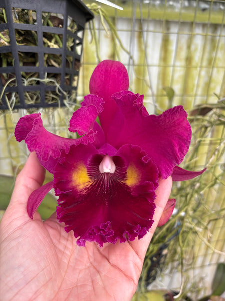 Rlc. Caotun Beauty