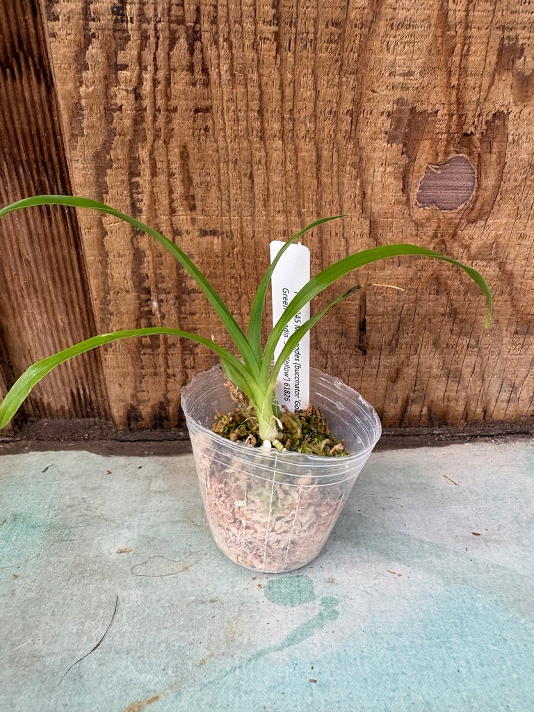 Mormodes (buccinator 'Golden Green' x badia 'SVO Yellow')