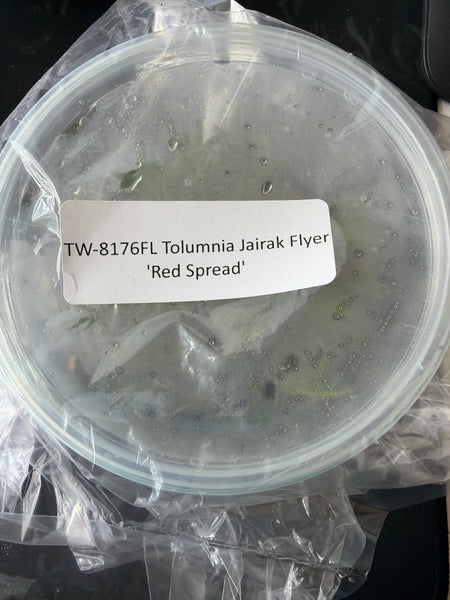 FLASK Tolumnia Jairak Flyer ‘Red Spread’