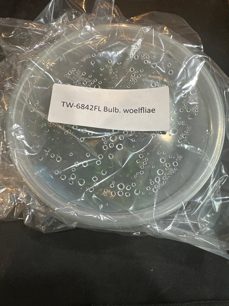 Flask Bulb. woelfliae