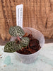 JEWEL ORCHID:  Anoectochilus formosanus polyploid