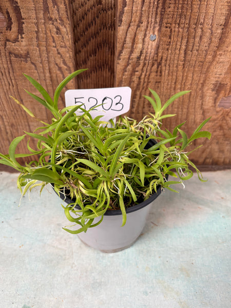 COMPOT—Tolumnia urophylla
