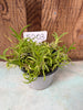 COMPOT—Tolumnia urophylla