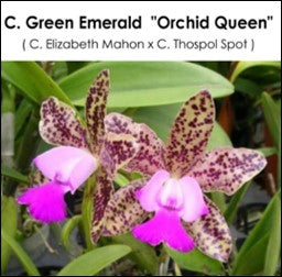 C. Green Emerald 'Orchid Queen' [2433]