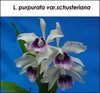 L. purpurata var. schusteriana [1006]