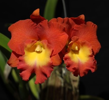 Rlc. Star of Siam Pumpkin