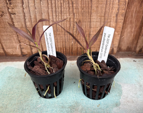 Epidendrum pseudepidendrum