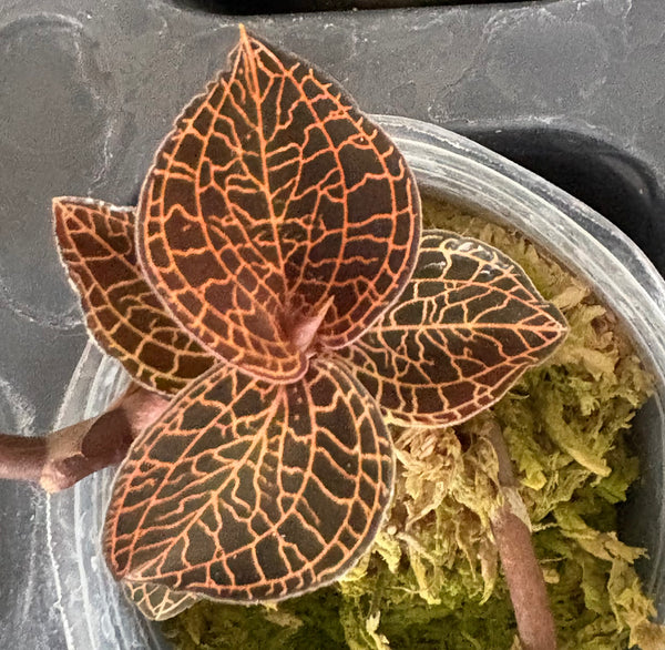 Jewel Orchids – Louisiana Orchid Connection