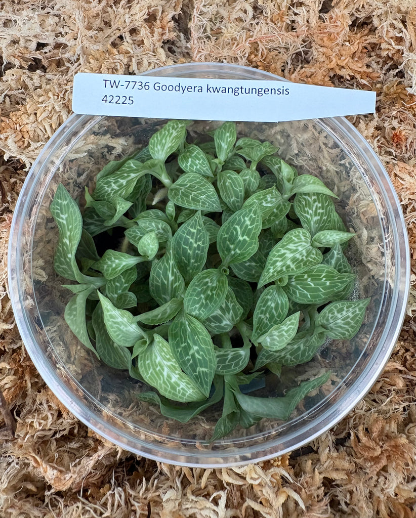 FLASK Jewel Orchid Goodyera kwangtungensis