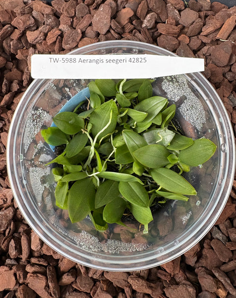 FLASK Aerangis seegeri