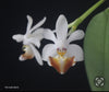 Phal. (parishii x malipoensis)mounted