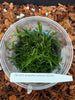 FLASK  Aeranthes ramosus