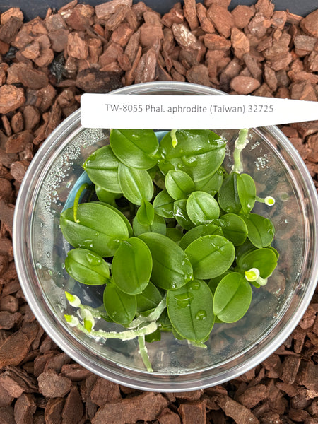 Flask Phal. aphrodite (Taiwan)