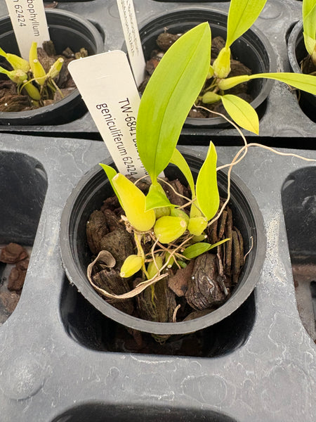 Bulbophyllum geniculiferum