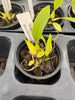 Bulbophyllum geniculiferum