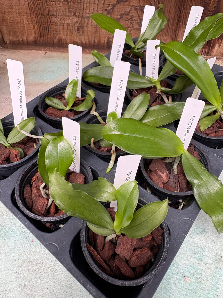 Phalaenopsis venosa (Red)