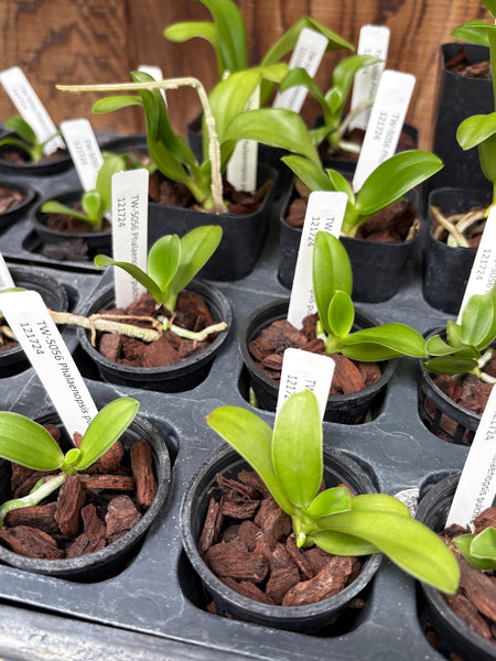 Phalaenopsis pulchra